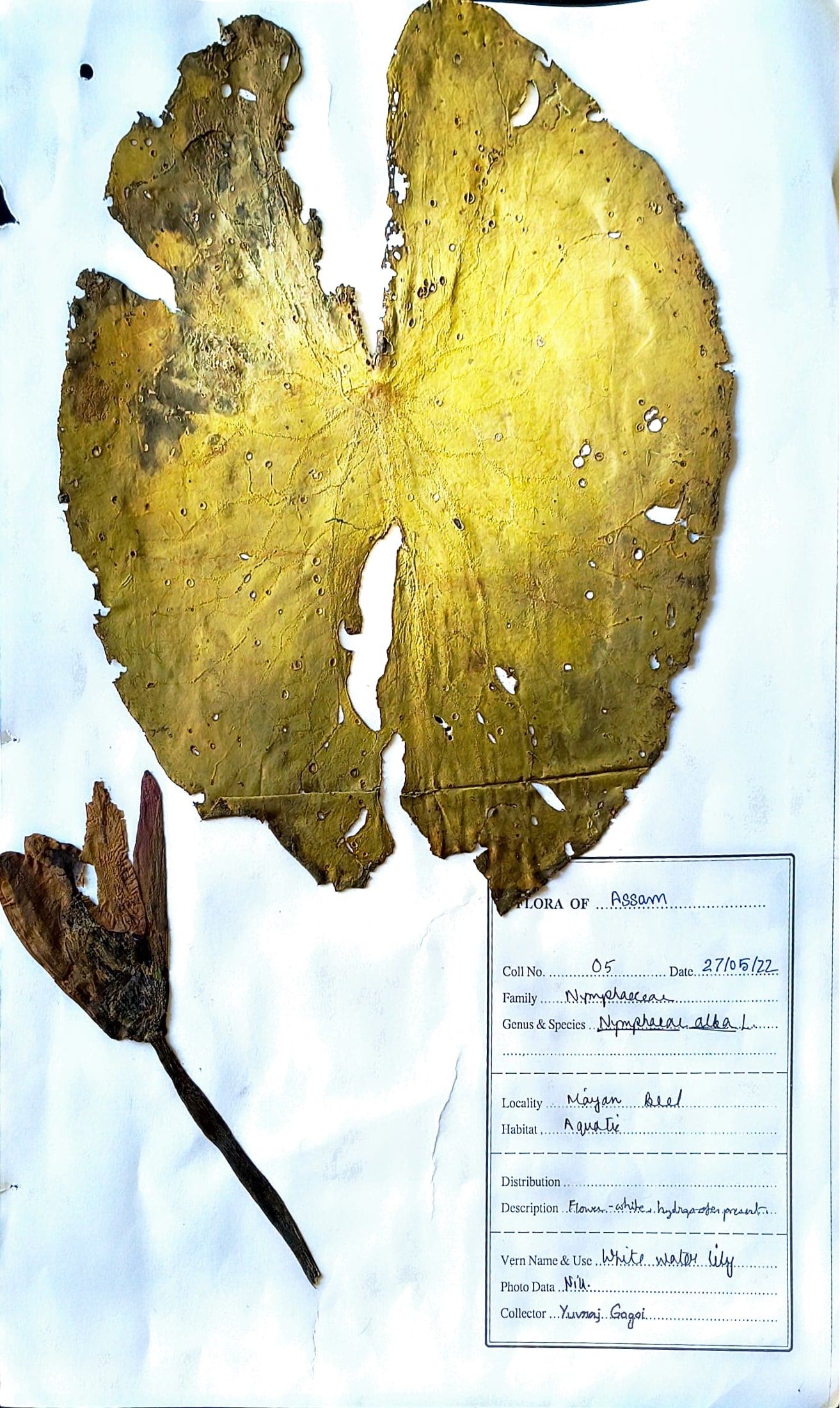 Bhet Phool (Ass.) (Herbarium)